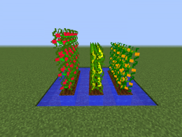 The tomato/orange/banana plants!