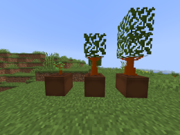 Pots with bushes in them