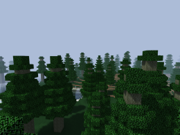 Metasequoia forest