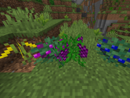New Fruits!
