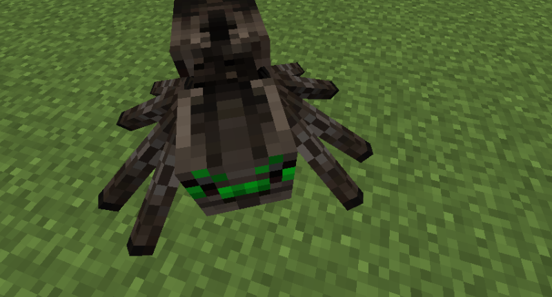 This is the wolf spider