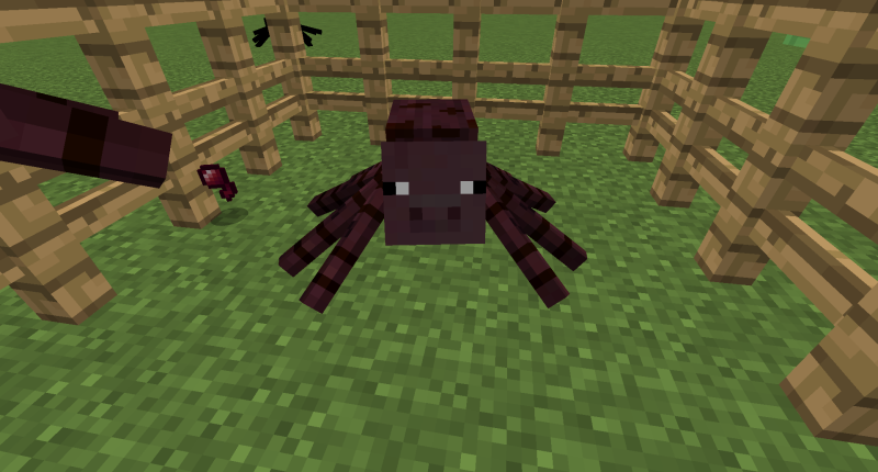 Pig Spider