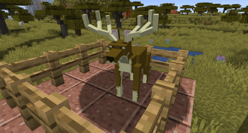 Deer