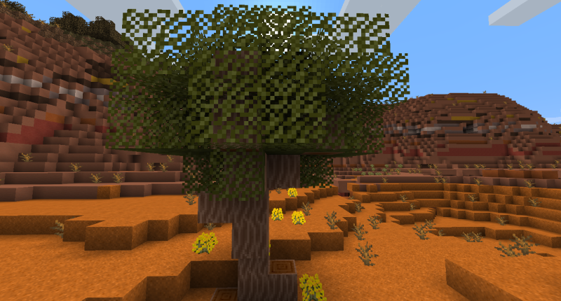 A Juniper Tree Up-Close