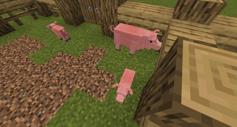 pigs