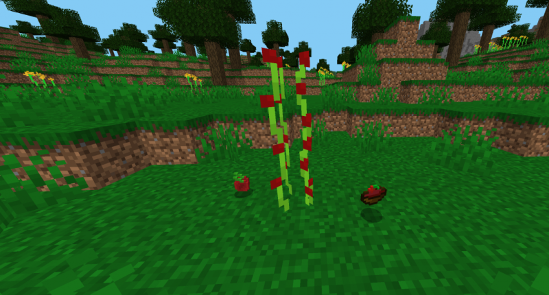 tomato plant. can be used to make tomato soup