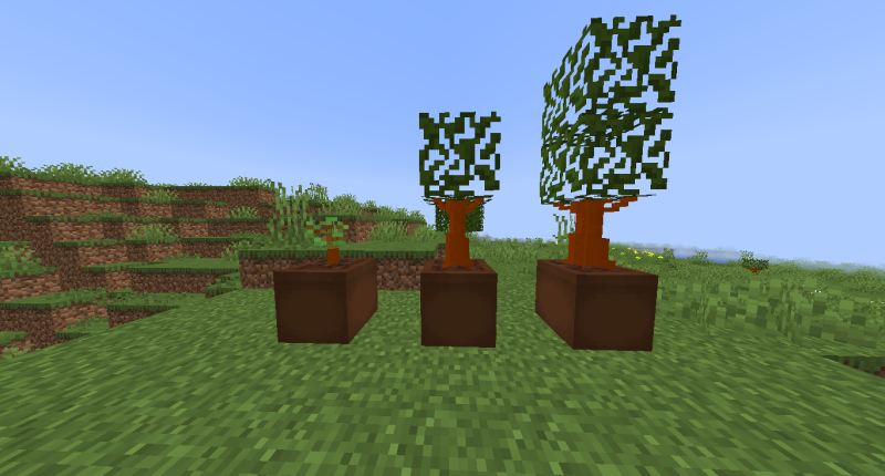 Pots with bushes in them