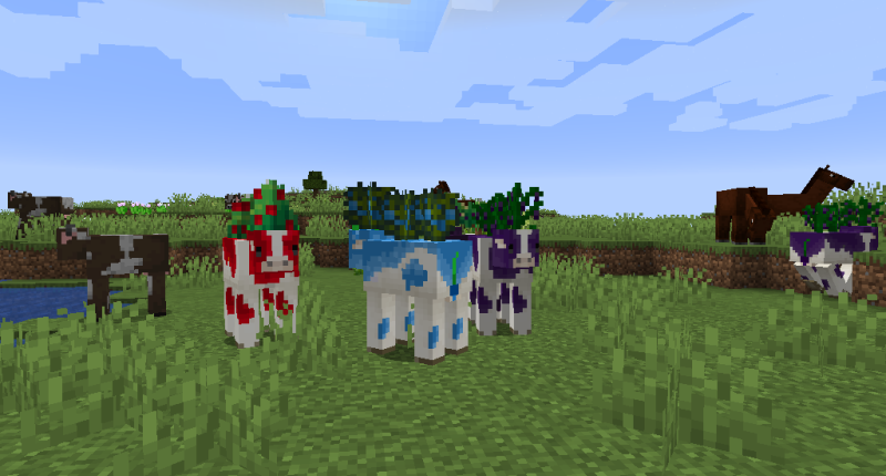 Berry Cows in the wild