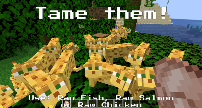 User holding Raw Chicken, Tameable Ocelots looking at chicken