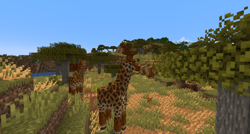 Two Masai Giraffes