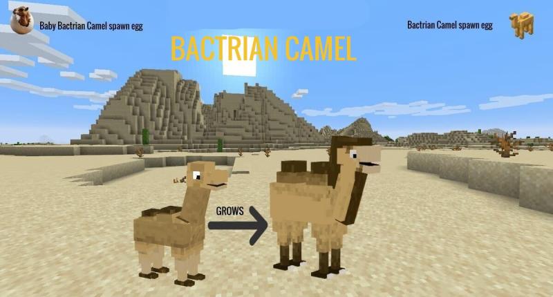 Baby Bactrian Camel grows and becomes Bactrian Camel