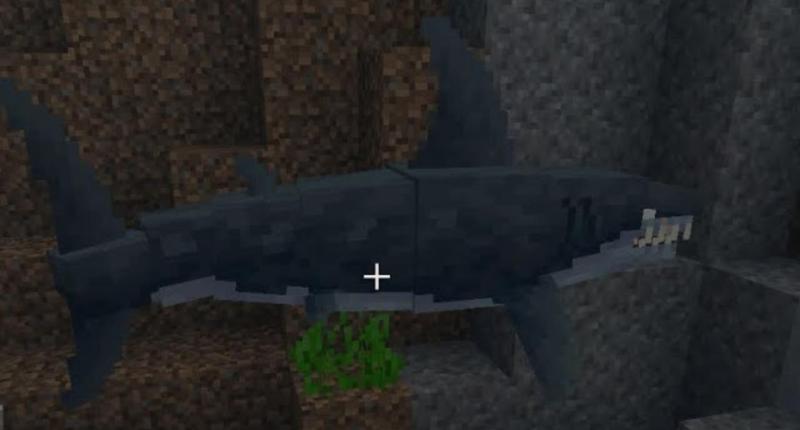 Shark