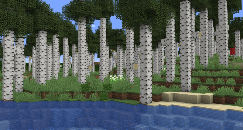 Birch Forest