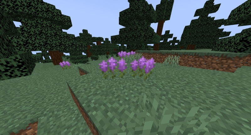 Lavanders