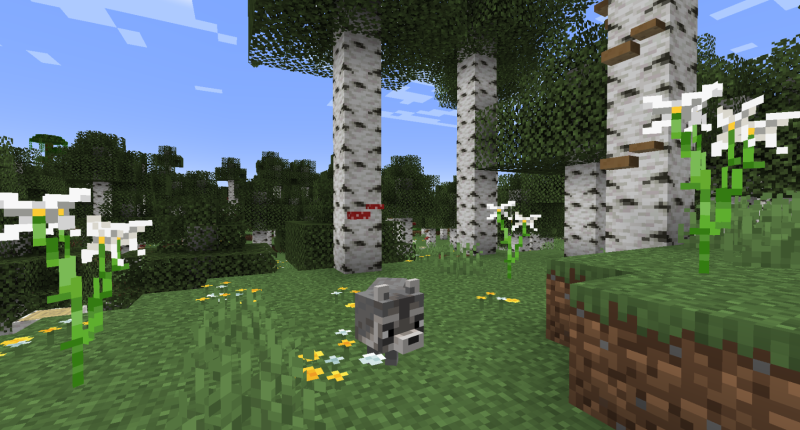 birch forest