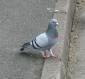 Profile picture for user The Silliest Pigeon