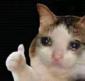 Profile picture for user CatCrafters
