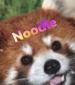 Profile picture for user Noodlwize