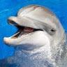Profile picture for user smokingdolphin_
