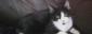 Profile picture for user Shadowcreeper999