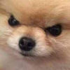 Profile picture for user send4kolchak