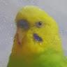 Profile picture for user STAIMG31