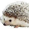 Profile picture for user lmacu