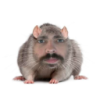 Profile picture for user olusiek2020