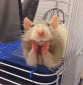 Profile picture for user Rattiwrapper