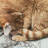 Profile picture for user Cat_klon228